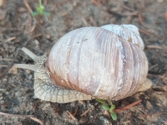 Helix pomatia