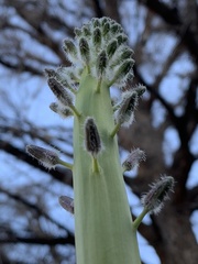Caulanthus crassicaulis