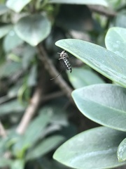 Armigeres subalbatus