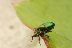 Aulacobaris cuprirostris