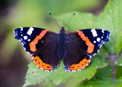 Vanessa atalanta