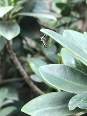 Armigeres subalbatus