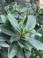 Armigeres subalbatus