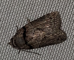 Garella