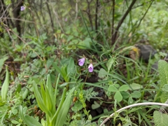 Cardamine quinquefolia