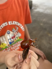 Pelidnota punctata