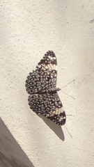 Hamadryas amphinome mazai