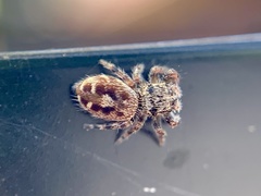 Phidippus putnami