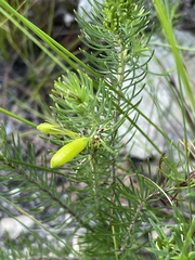 Erica viscaria