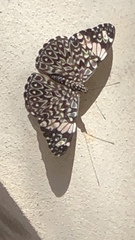 Hamadryas amphinome mazai