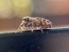 Phidippus putnami