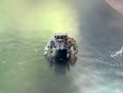 Phidippus putnami