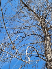 Fraxinus pennsylvanica