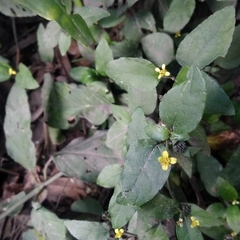 Calyptocarpus brasiliensis