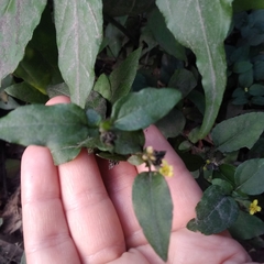 Calyptocarpus brasiliensis
