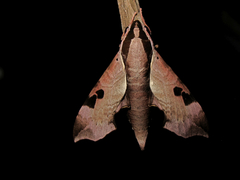 Enpinanga borneensis