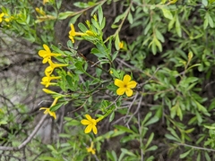 Chrysojasminum fruticans