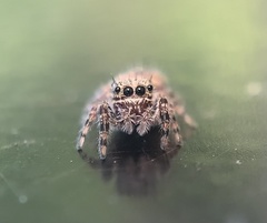 Phidippus putnami