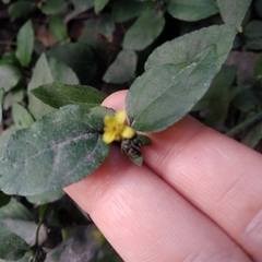 Calyptocarpus brasiliensis