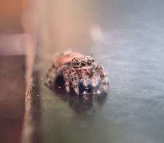 Phidippus putnami