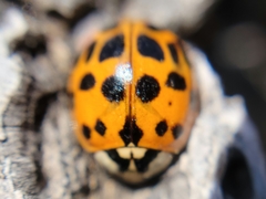 Harmonia axyridis