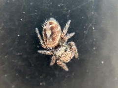 Phidippus putnami