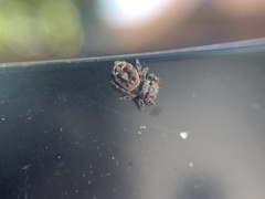 Phidippus putnami