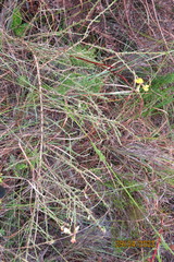 Aspalathus microphylla