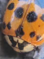 Harmonia axyridis
