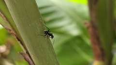 Camponotus