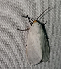 Pygarctia flavidorsalis