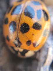 Harmonia axyridis