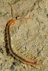 Lithobius inermis