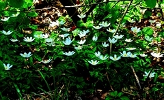 Anemonoides nemorosa