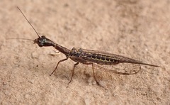 Harraphidia laufferi
