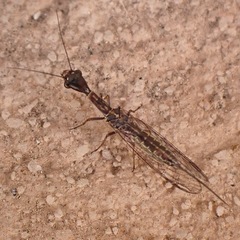 Harraphidia laufferi
