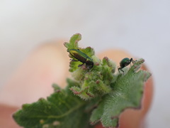 Aulacobaris cuprirostris