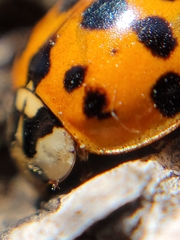 Harmonia axyridis