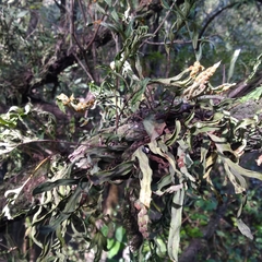 Pleopeltis pleopeltifolia