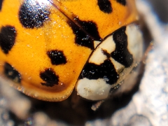 Harmonia axyridis