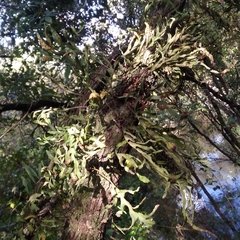 Pleopeltis pleopeltifolia