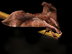 Enpinanga borneensis