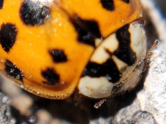 Harmonia axyridis