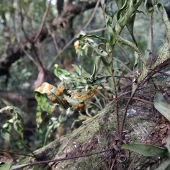 Pleopeltis pleopeltifolia