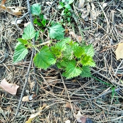 Urtica dioica