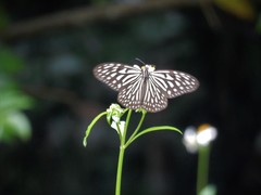 Ideopsis vulgaris macrina