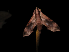 Enpinanga borneensis