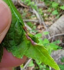 Dasineura communis