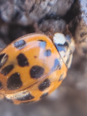 Harmonia axyridis