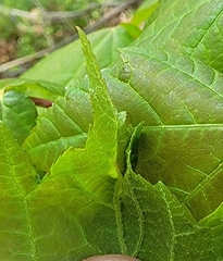 Dasineura communis